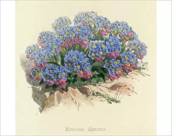 Myosotis Alpestris