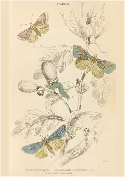 Three Kinds of Moth