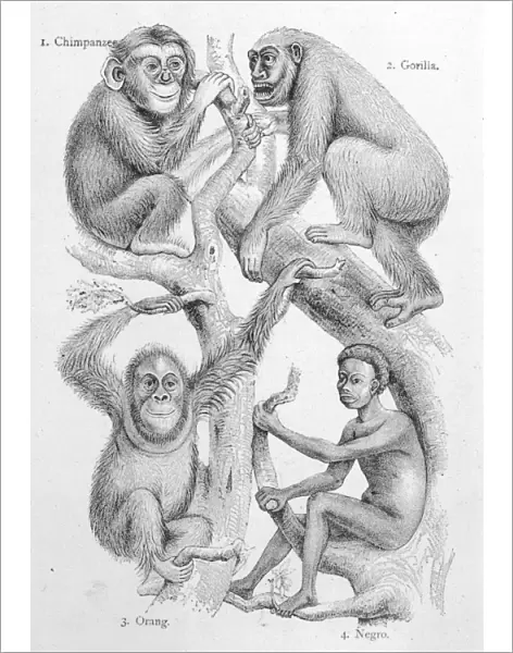 Man and other Primates