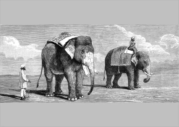 Indian Elephants belonging to the Rajah of Puttiala, 1884