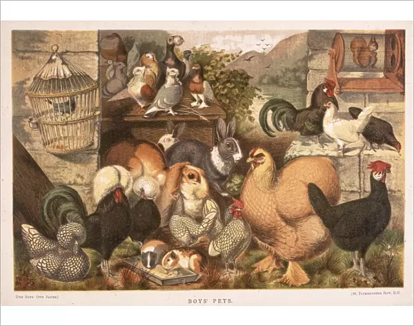 Boys Pets. An illustration of a selection of domestic pets and farm animals