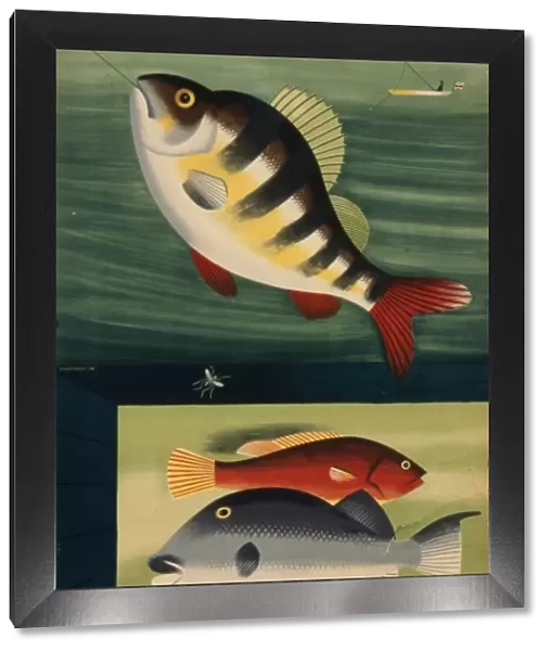 Fish. Illustration of colourful fish on a fishing line, and swimming in the sea