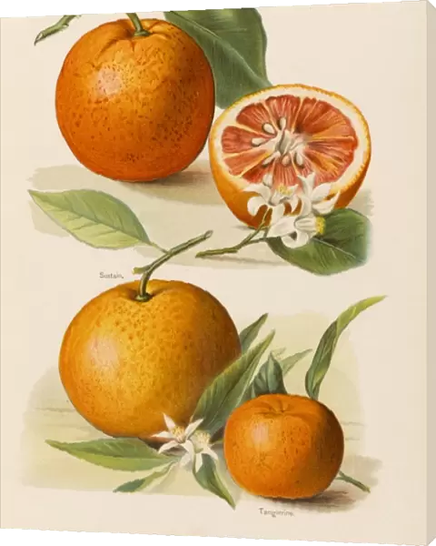 ORANGES. Blood Orange (with blossom) Sustain Tangierine 