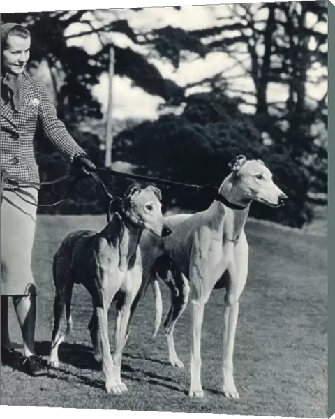 Lady and Greyhounds