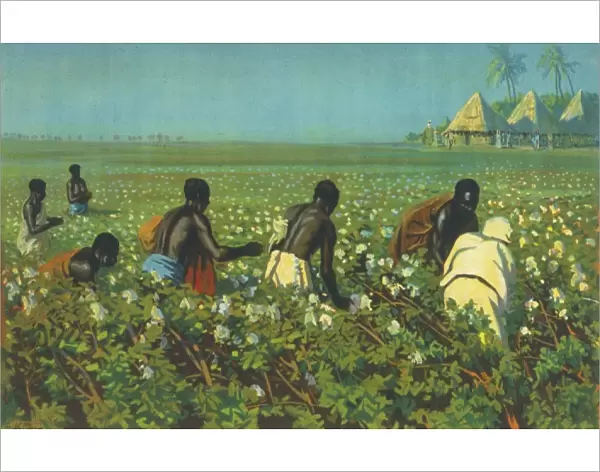 A Sudan Cotton Field