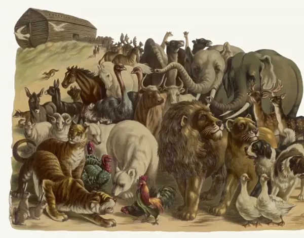 NOAHs ARK. The animals emerge two by two from Noahs Ark