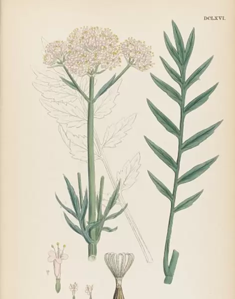 Valeriana Officinalis