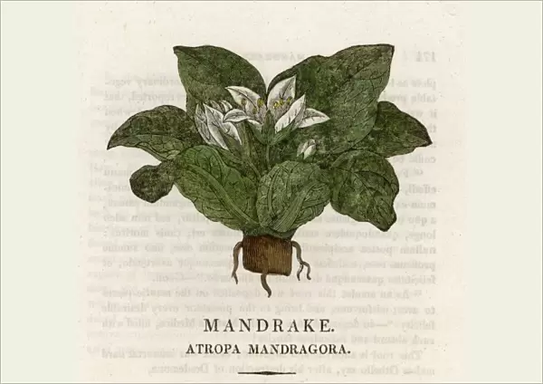 Plants  /  Mandragora