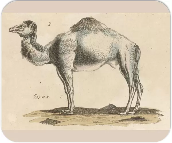 Dromedary Camel C1815