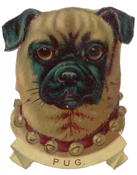 Portrait of a Pug