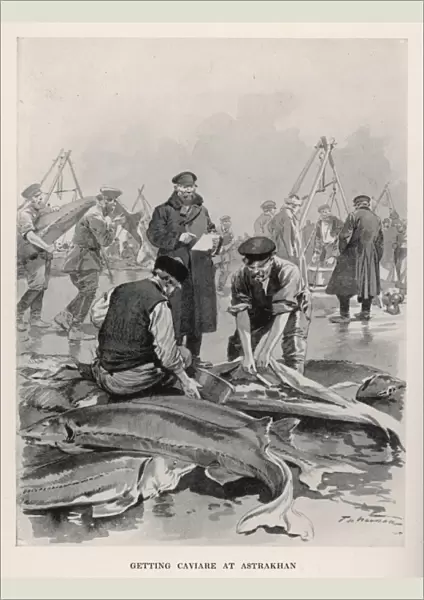 Sturgeon Fishing  /  Russia