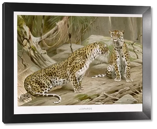 Two Leopards (Kuhnert)