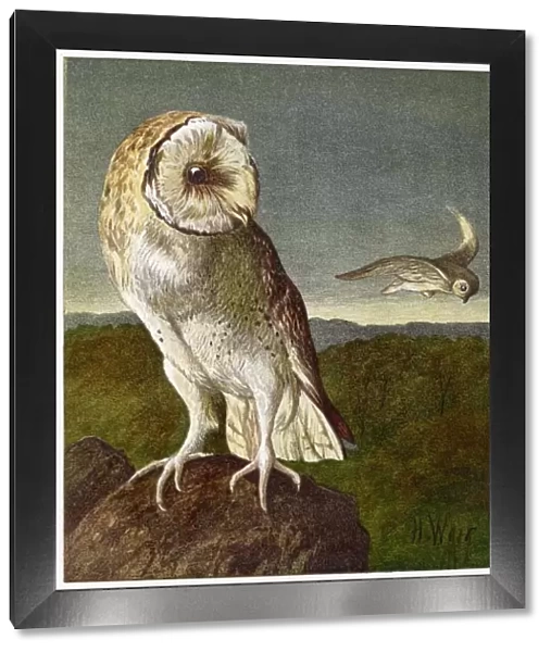 BARN OWL (WEIR) 1877
