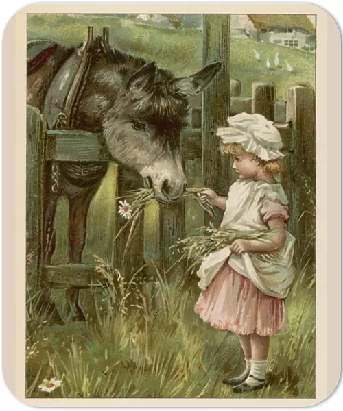 Girl Feeds Donkey C1885