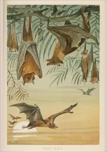 Fruit Bats  /  R. E. H. Artist