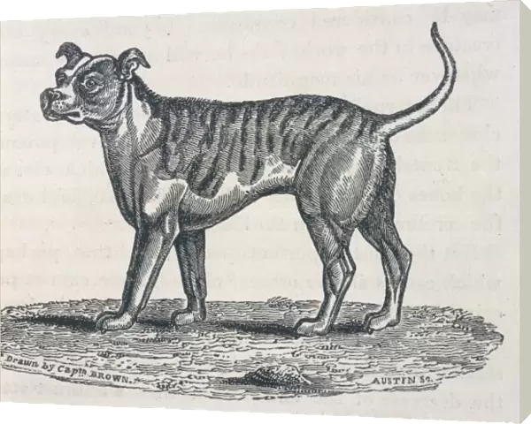 Bulldog Engraving  /  Brown