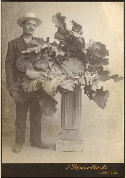 Record-breaking cauliflower