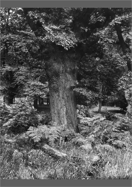 BRACKEN. Bracken in Epping Forest, Essex, England. Date: 1930s