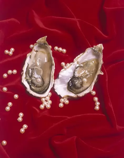 Oyster Shell and Pearls