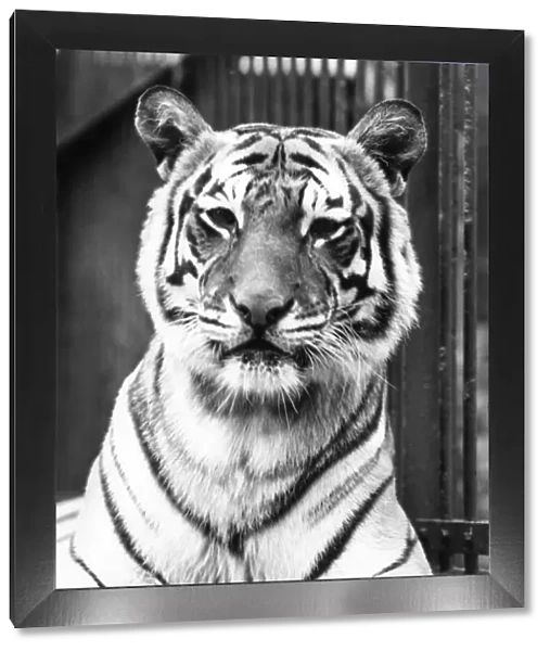 Tiger Close-Up