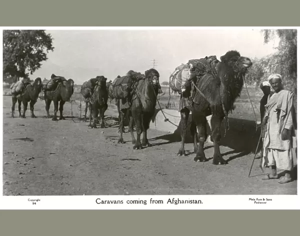 Pakistan - Camel Caravan arriving from Afghanistan