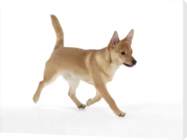 DOG - Pomeranian cross Jack Russell Terrier - Walking