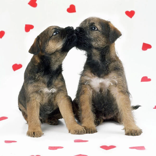 pictures of puppies and hearts
