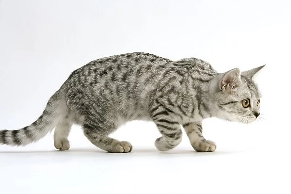 short hair tabby kitten. Cat - British Short-haired