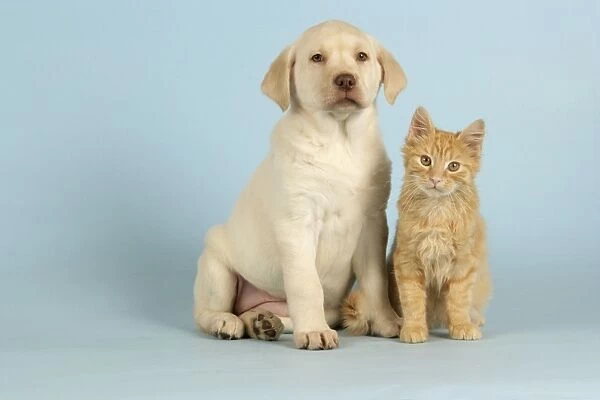 pictures of puppies and kittens. 2011 Adorable Puppy And Kitten