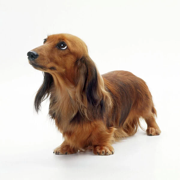 Miniature Long Haired Dachshund. Dog - Miniature Long-Haired