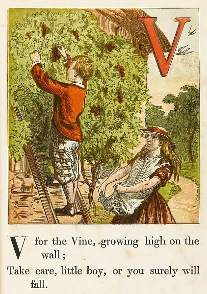 Alphabet  /  V for Vine