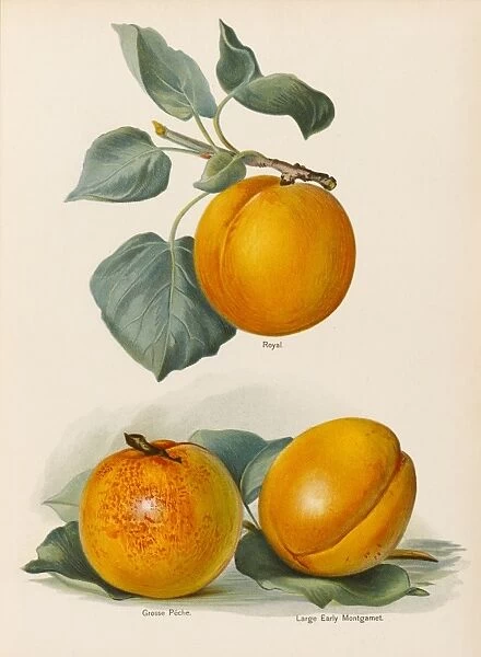 APRICOTS. Royal Grosse Peche Large Early Montgamet Date: 1892