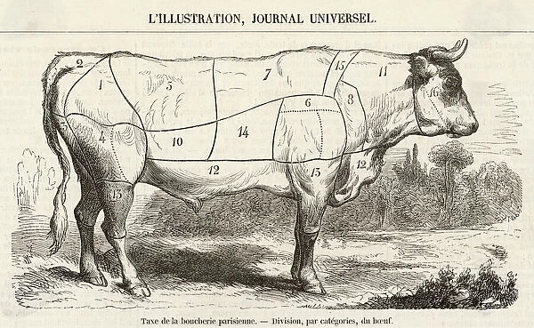 BEEF CUTS DIAGRAM 1855 - A diagram showing beef joints - Photo Prints