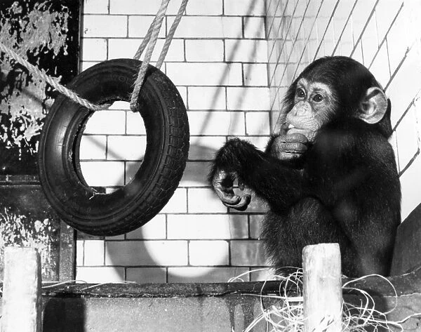Chimp with Tyre