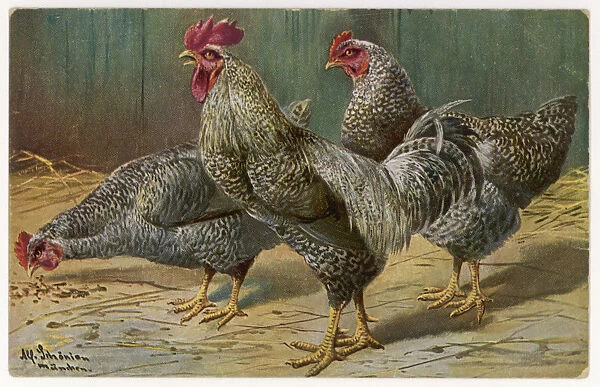 Cock and Hens