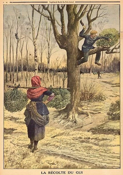 Gathering Mistletoe