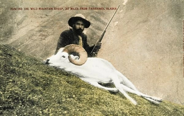 Hunting wild big horn sheep in Alaska