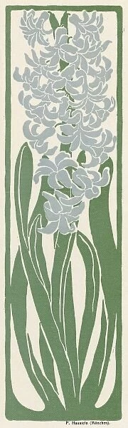 Hyacinth  /  Jugend 1898