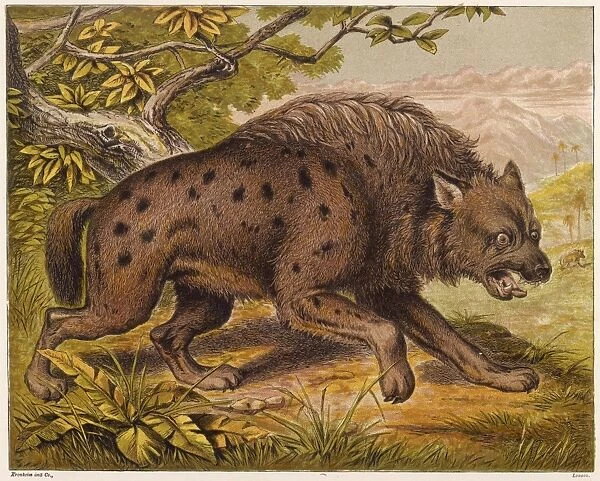 Hyena (Kronheim)