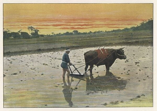 Japan Rice Farming 1890S