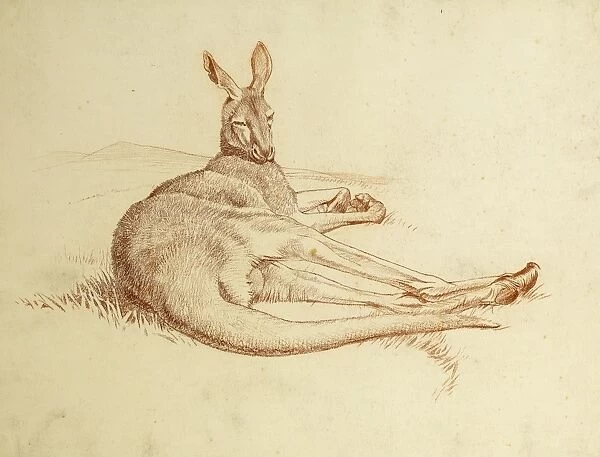 Kangeroo. A kangeroo lying down on its side, resting