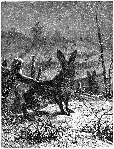 HARE. (lepus europaeus) Brown hare