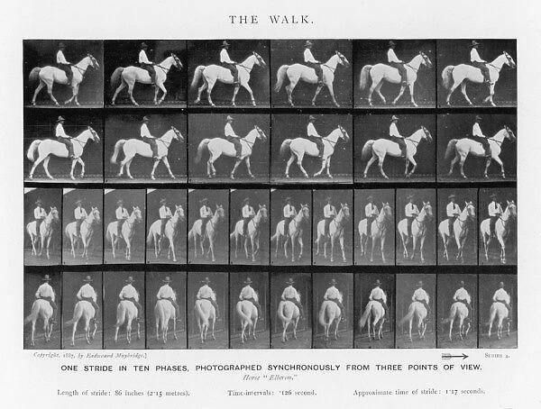 Muybridge - Horse Walk