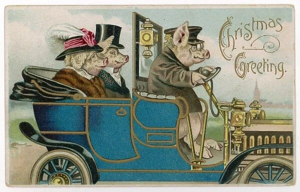 Pigs & Chauffeured Car