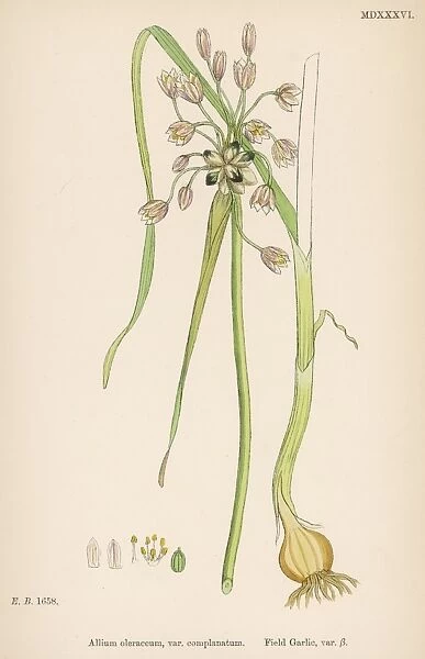 Plants  /  Allium Oleraceum