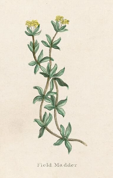 Plants  /  Rubia Tinctorum
