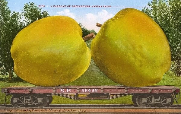 Rail car transporting giant Bellflower apples