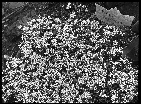 Sedum Anglicum (English Stonecrop)