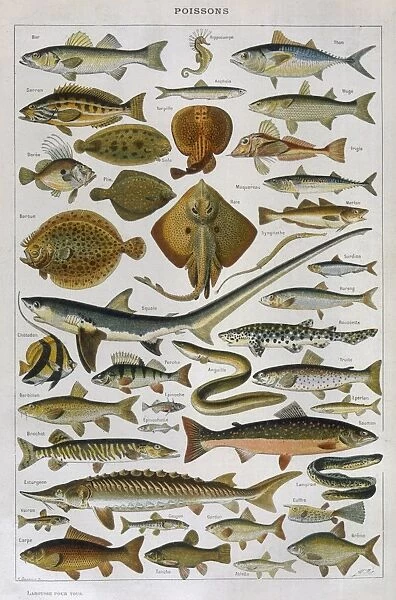 A Selection of Fish