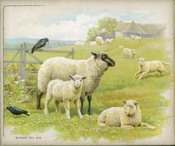 Sheep & Lambs C1880S